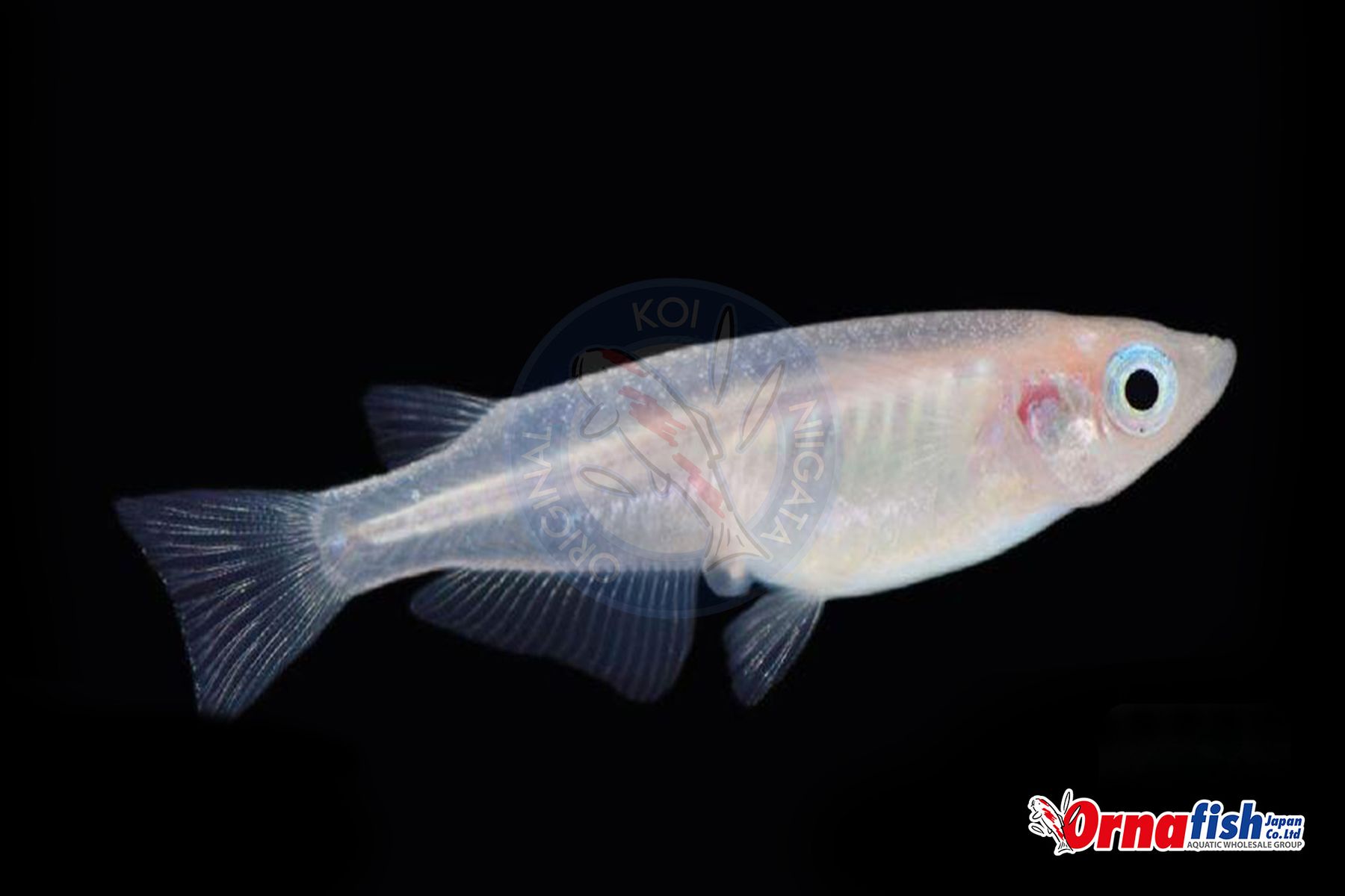 Koi