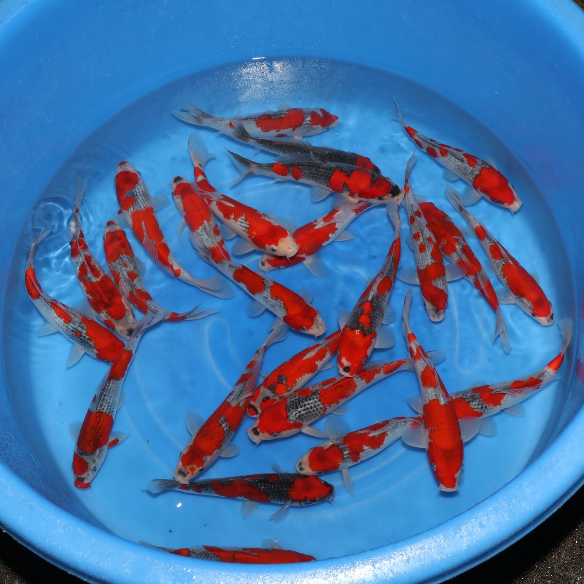 Koi