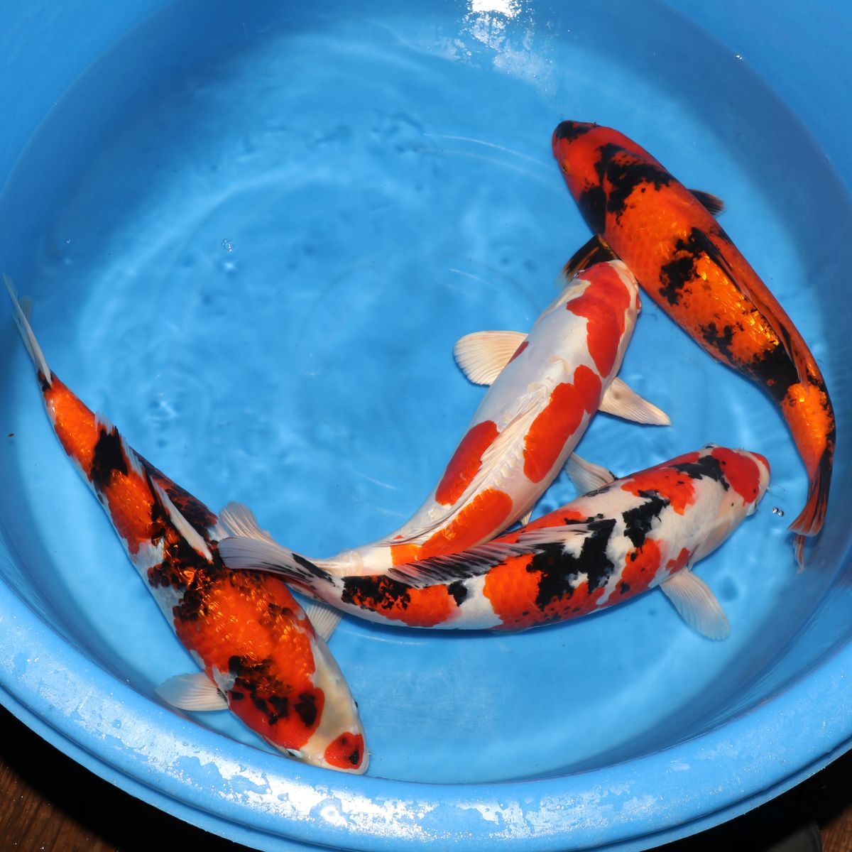 Koi