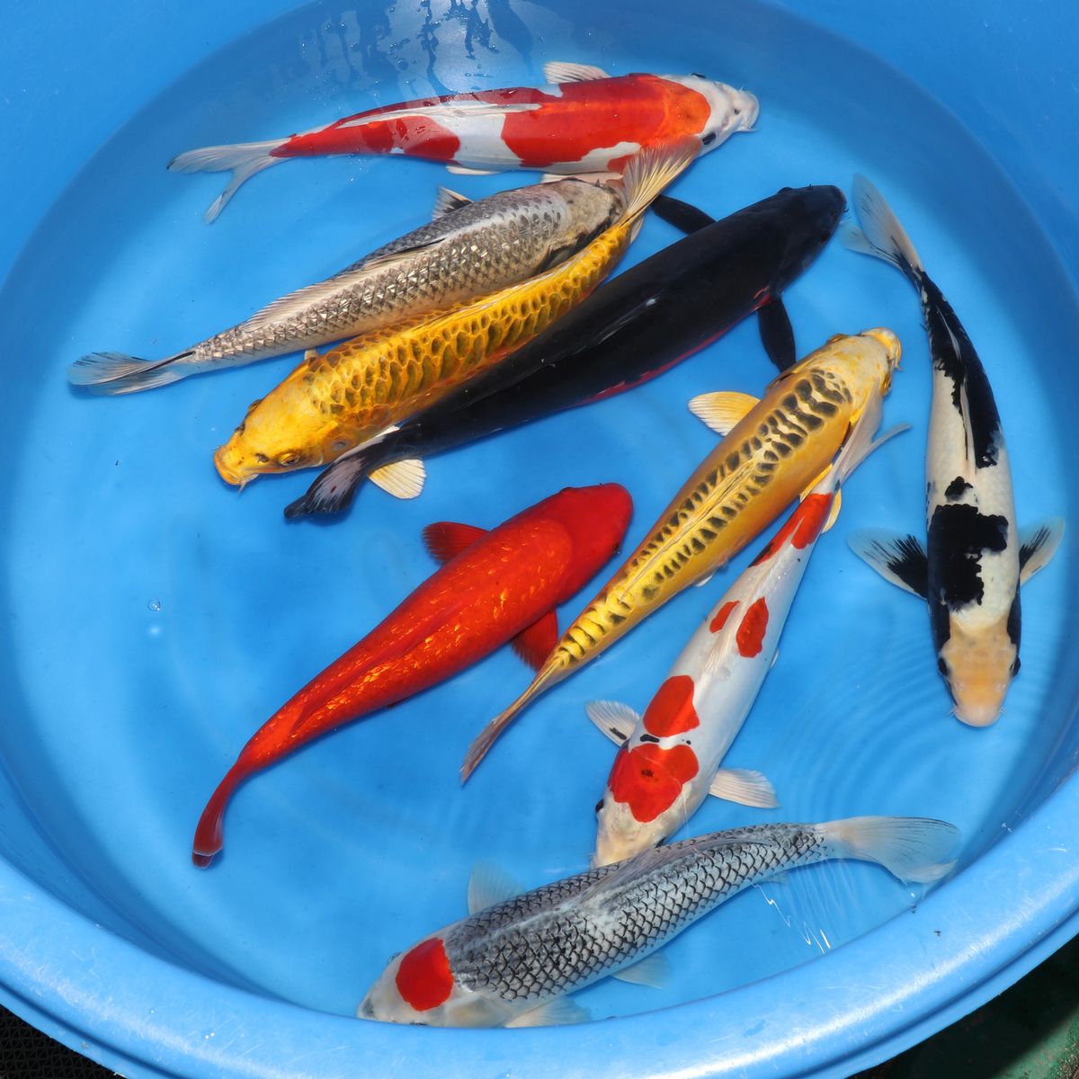 Koi
