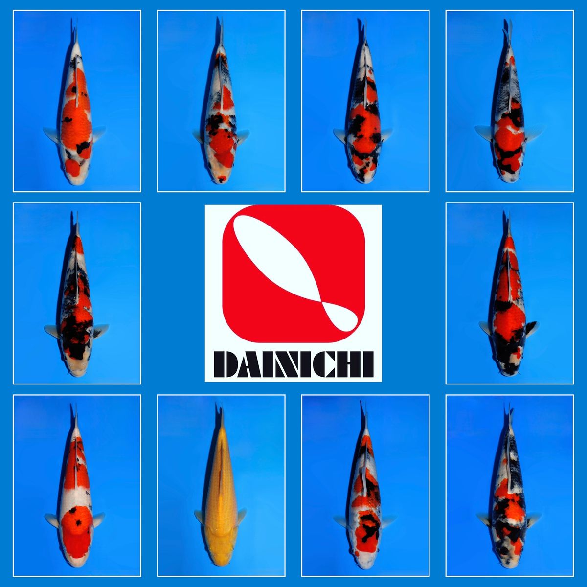 Koi
