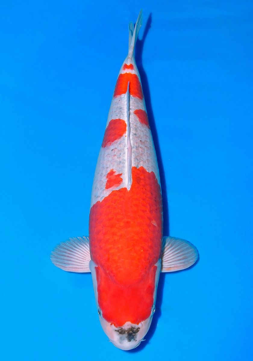 Koi
