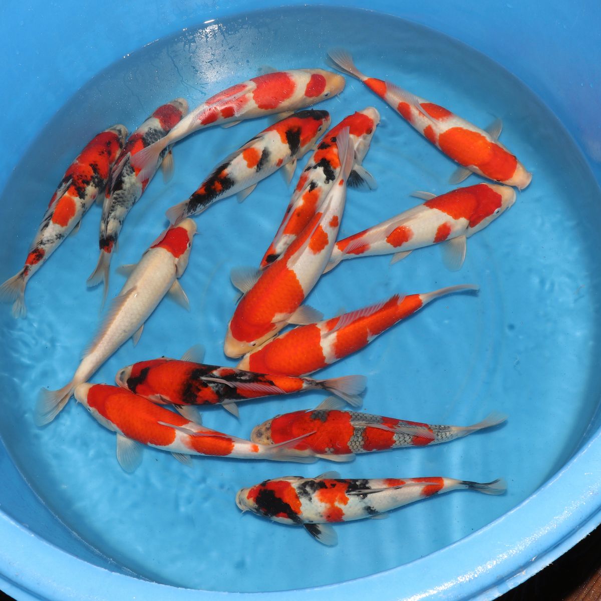 Koi
