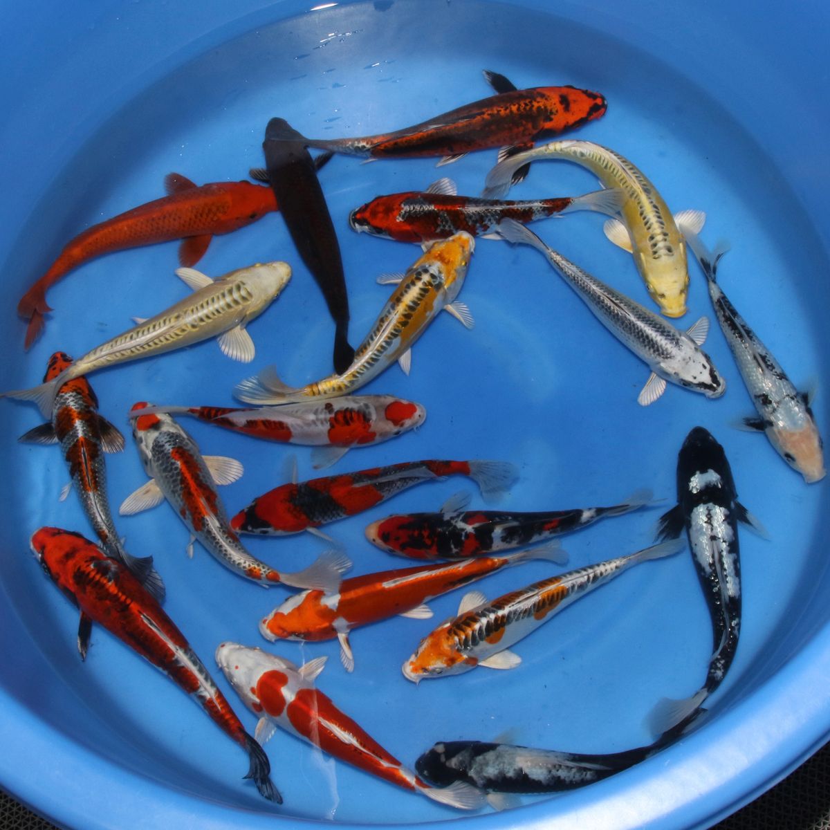 Koi