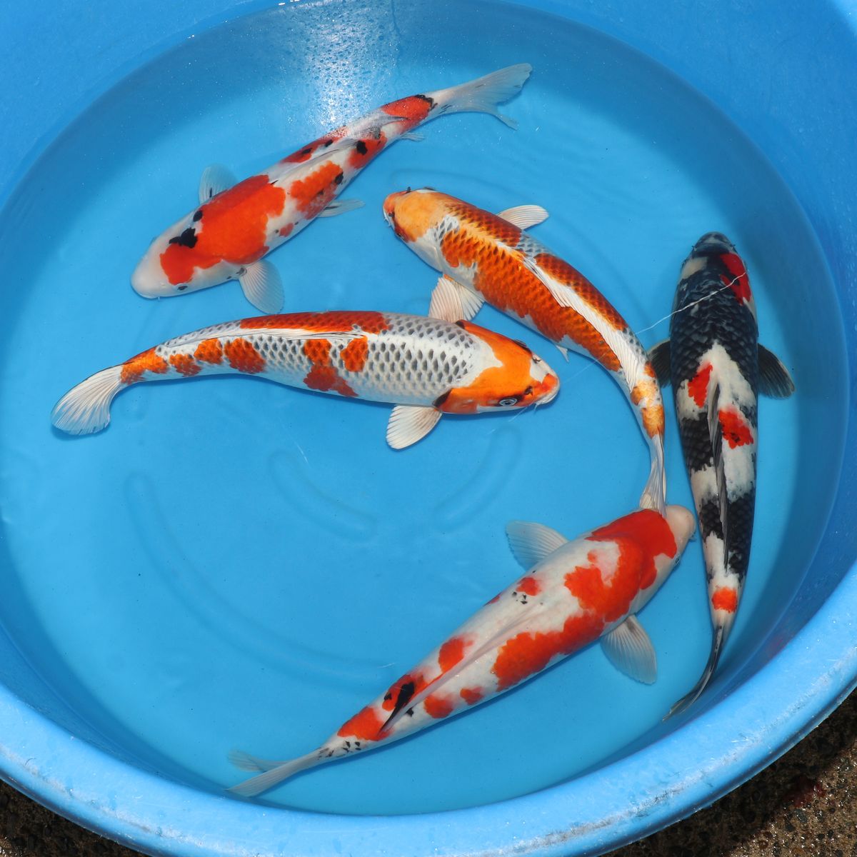 Koi