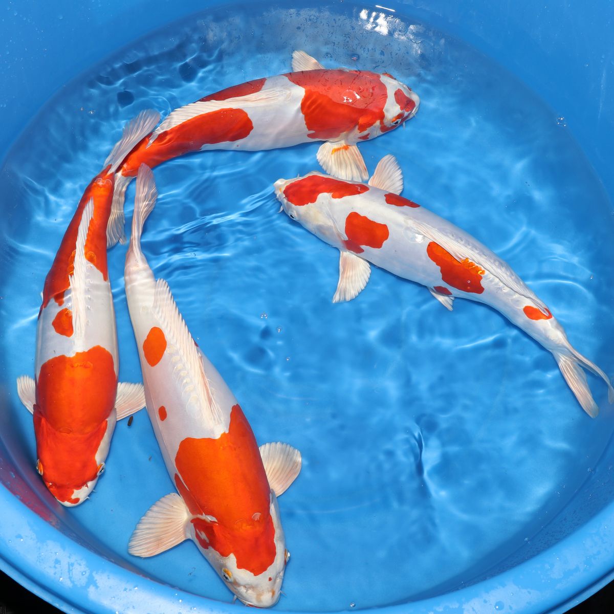 Koi