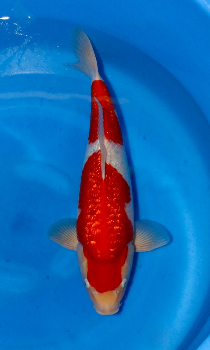 Koi