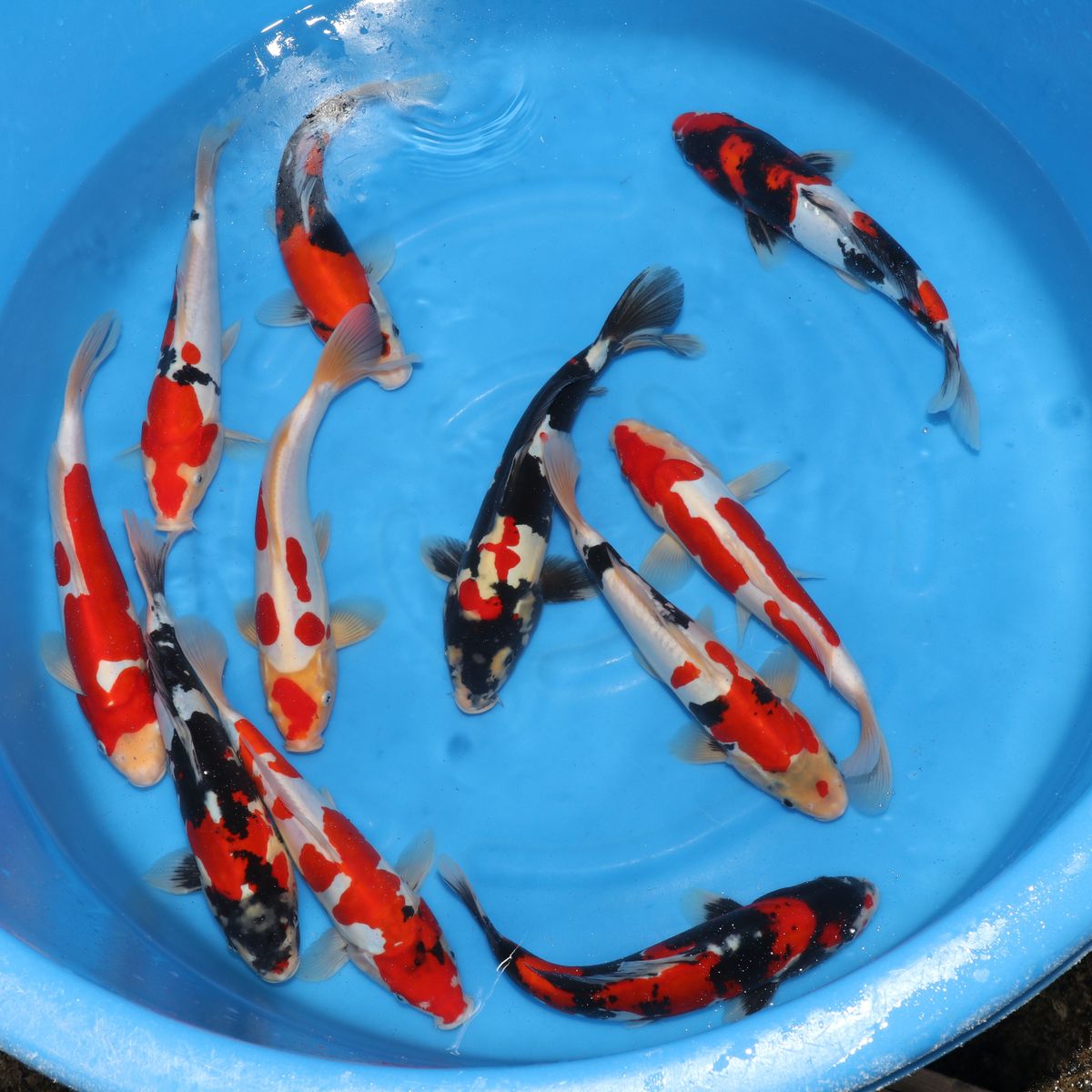 Koi
