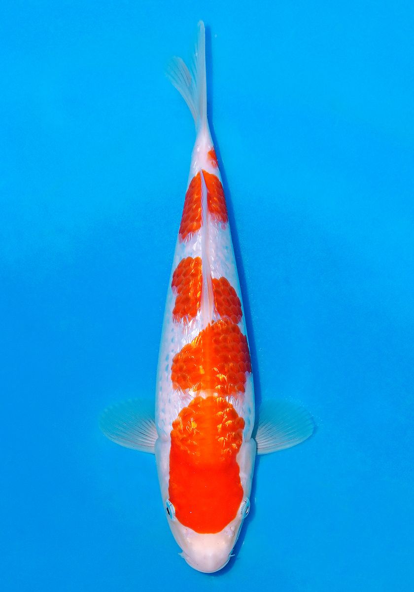 Koi