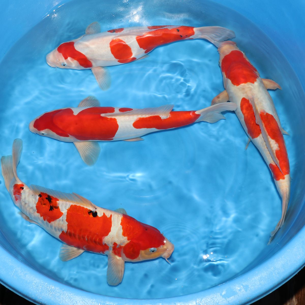 Koi