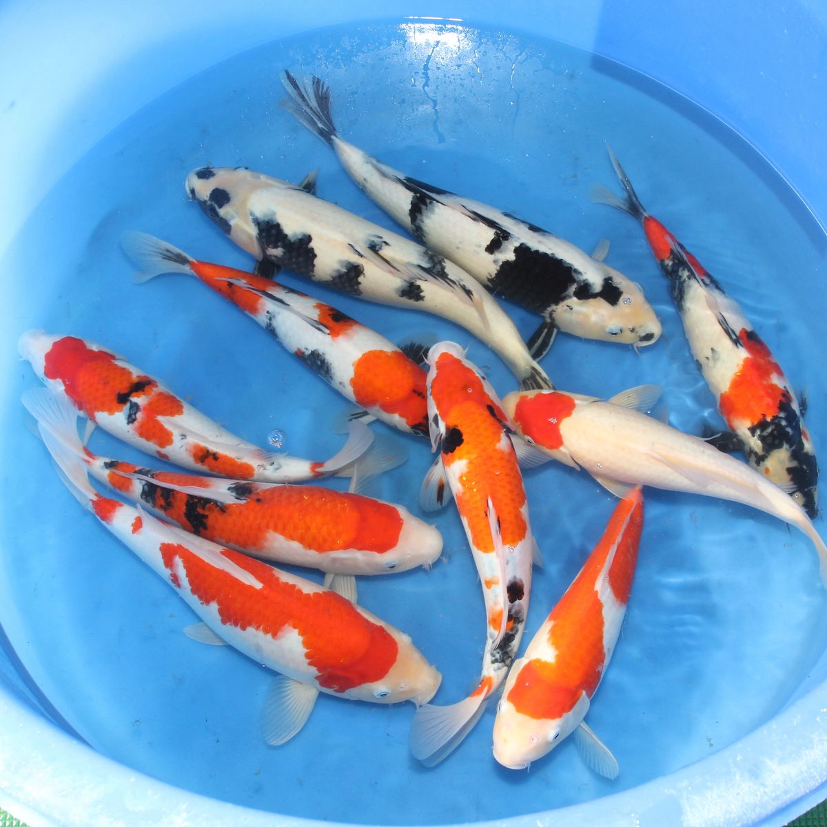 Koi