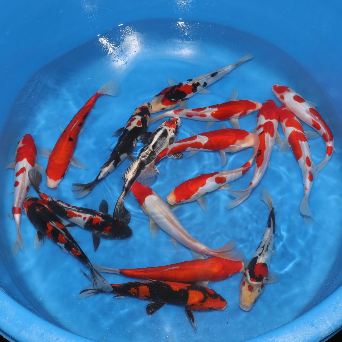 Koi