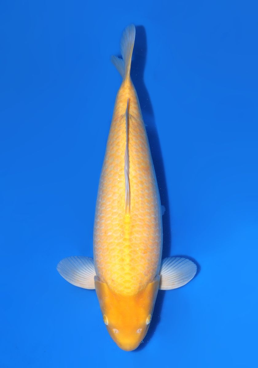 Koi