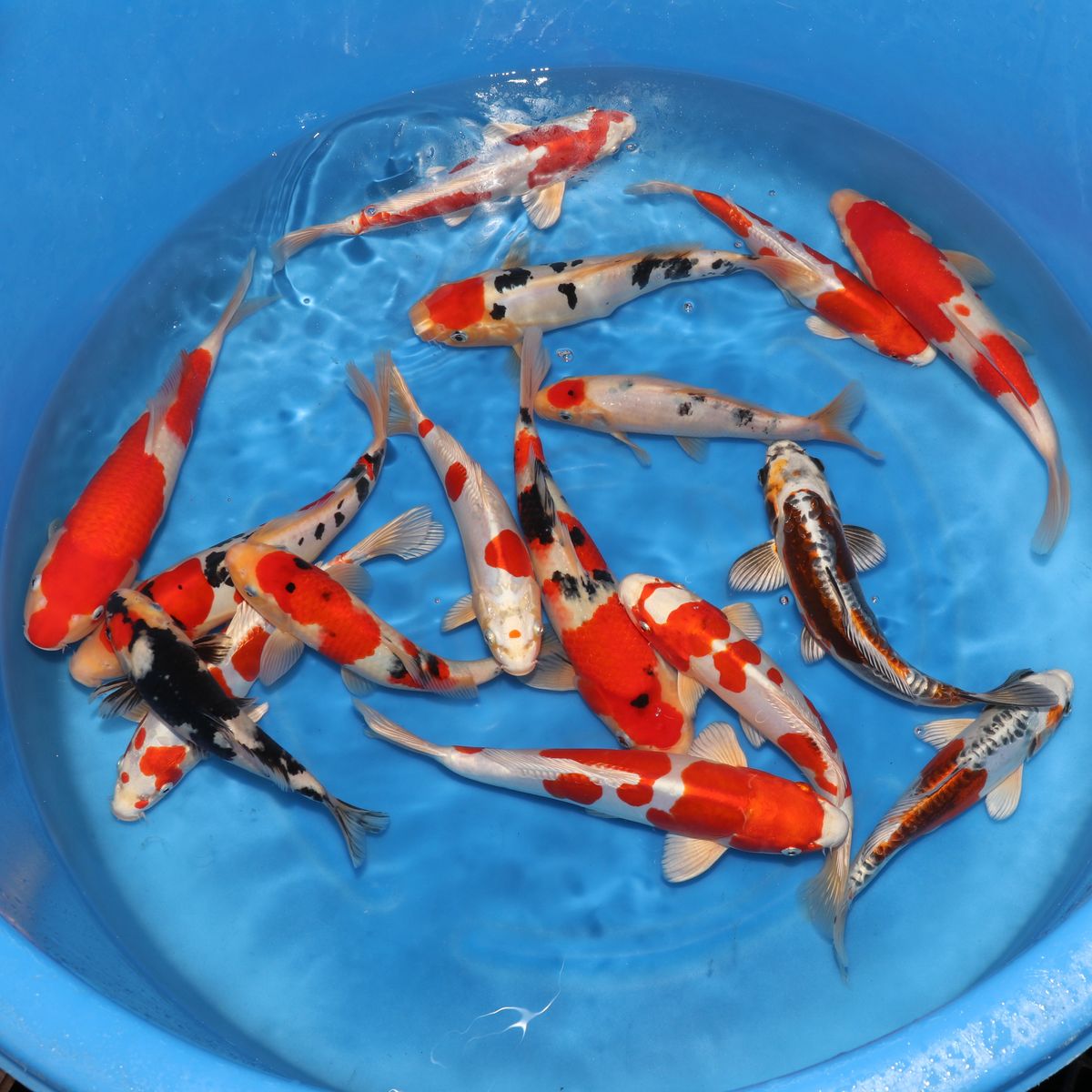 Koi