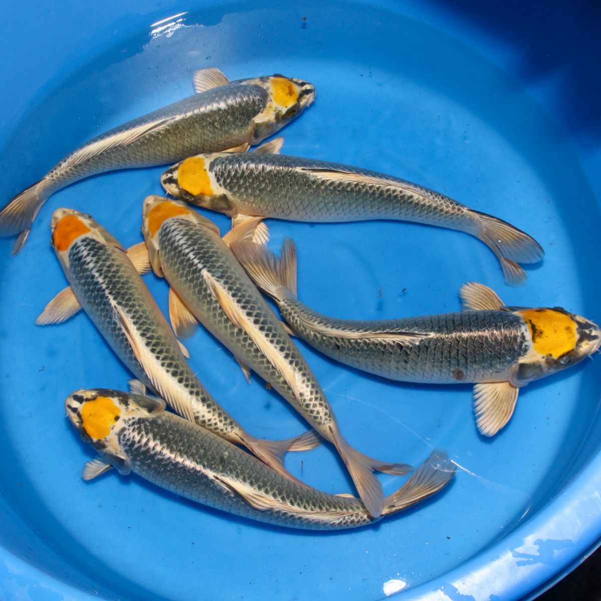 Koi