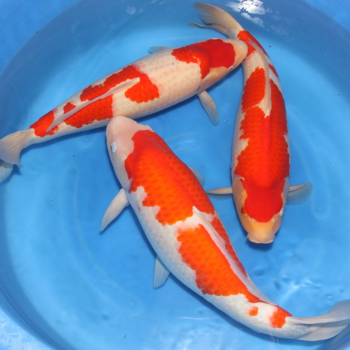 Koi