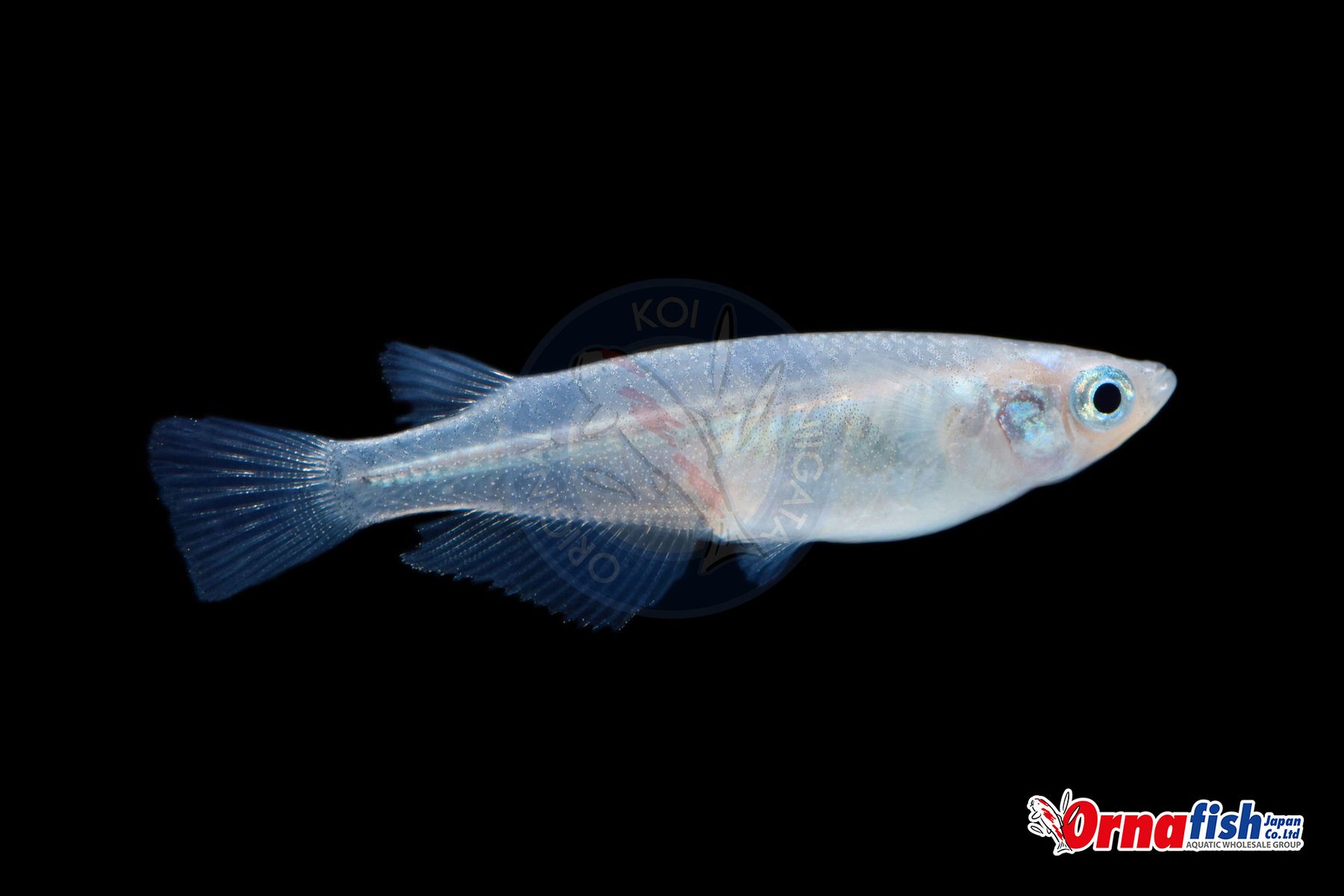 Koi
