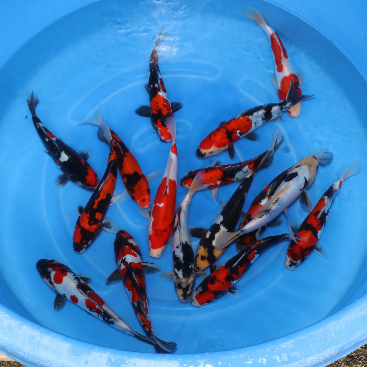Koi