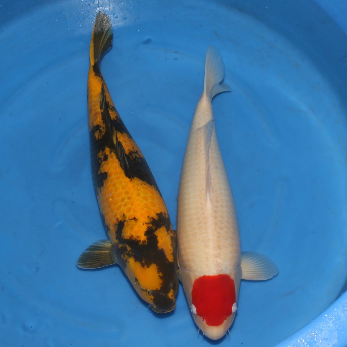 Koi