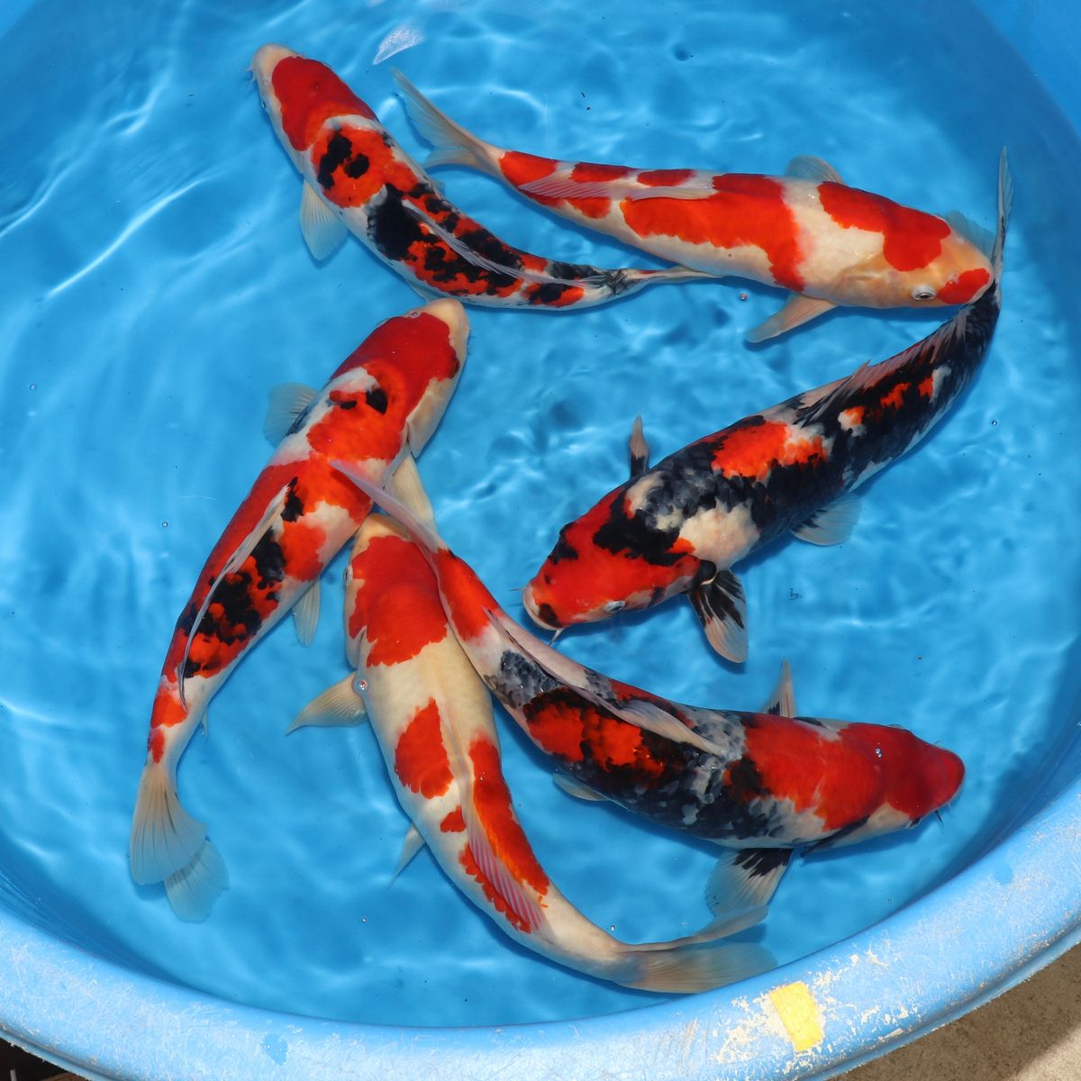 Koi