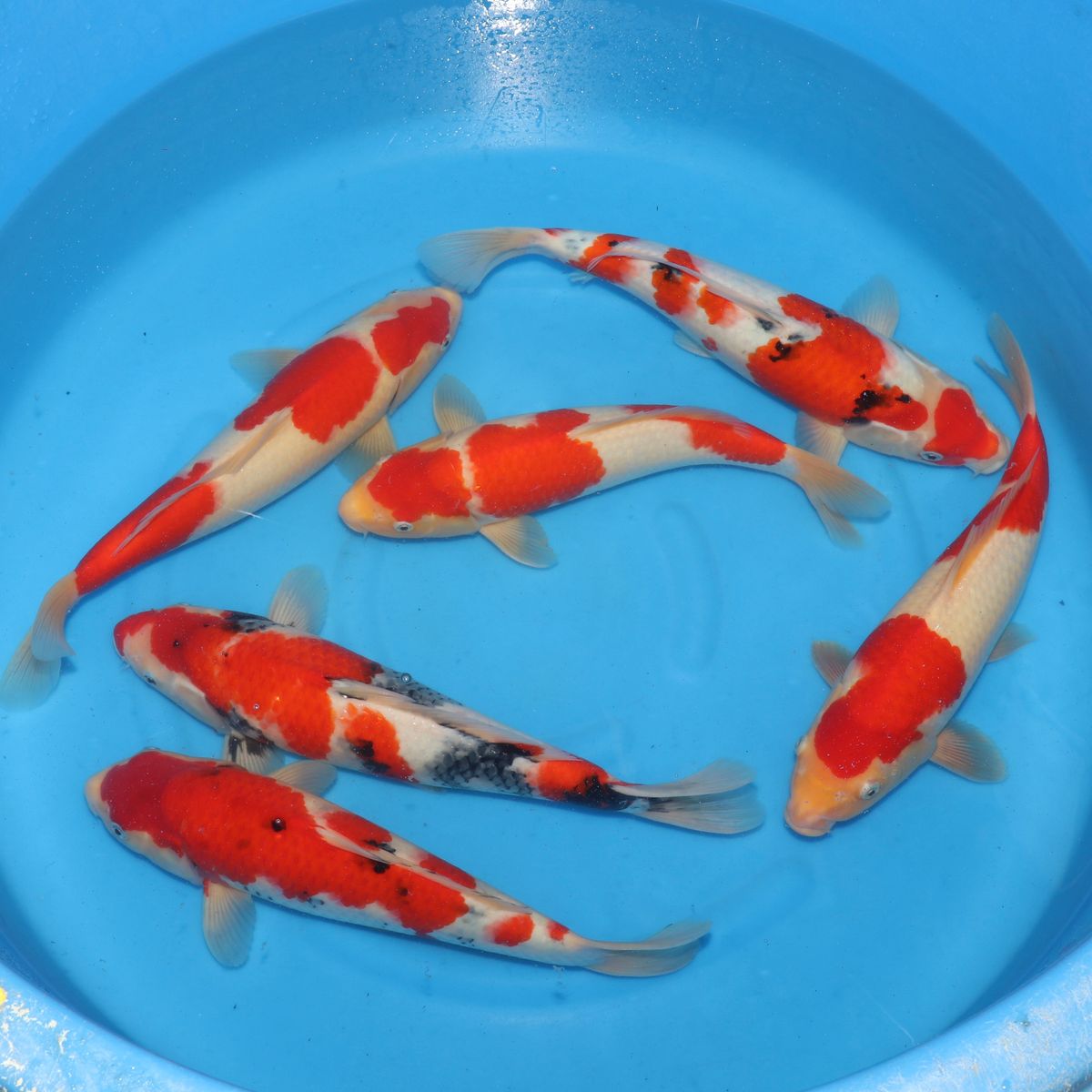 Koi