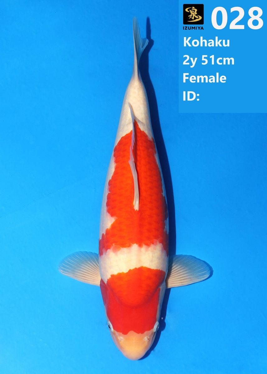 Koi
