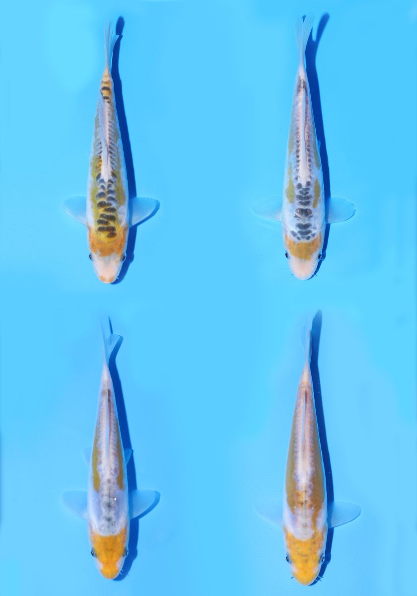 Koi