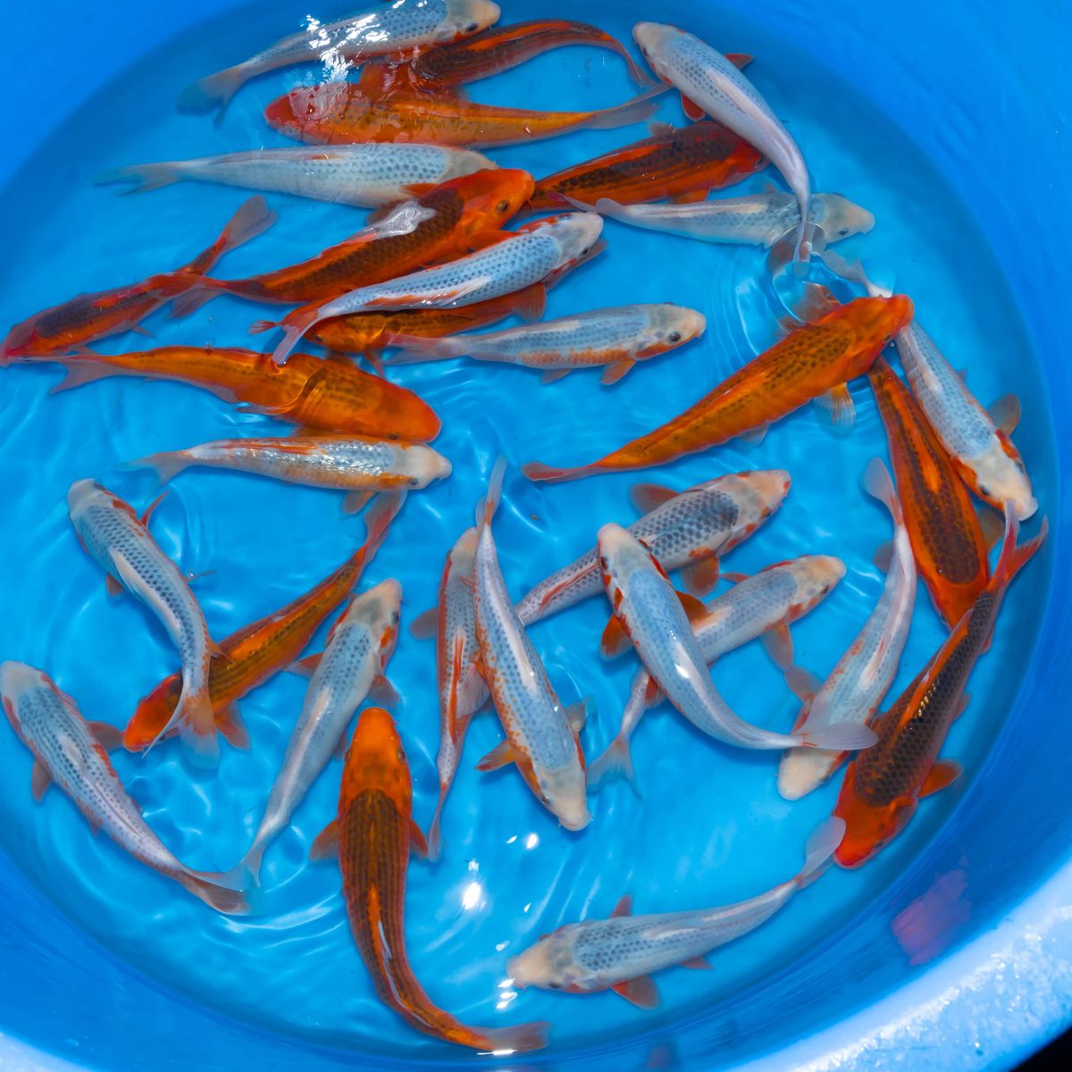 Koi