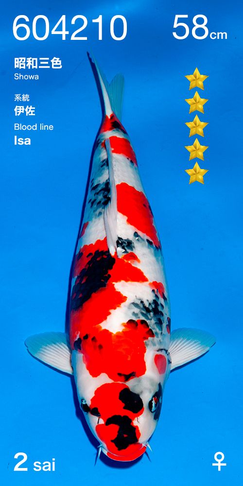 Koi