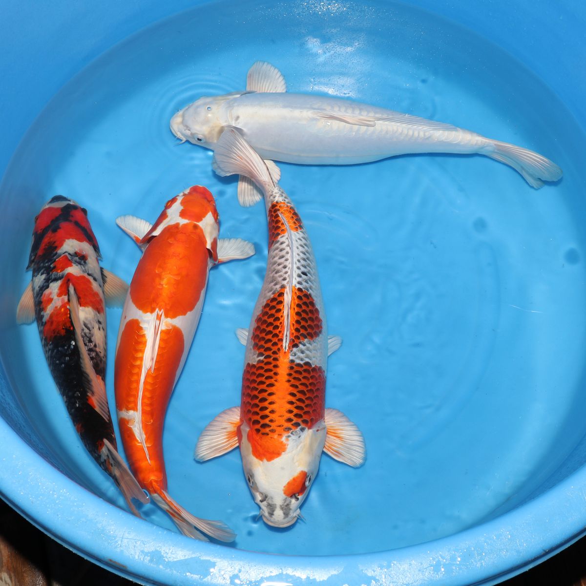 Koi
