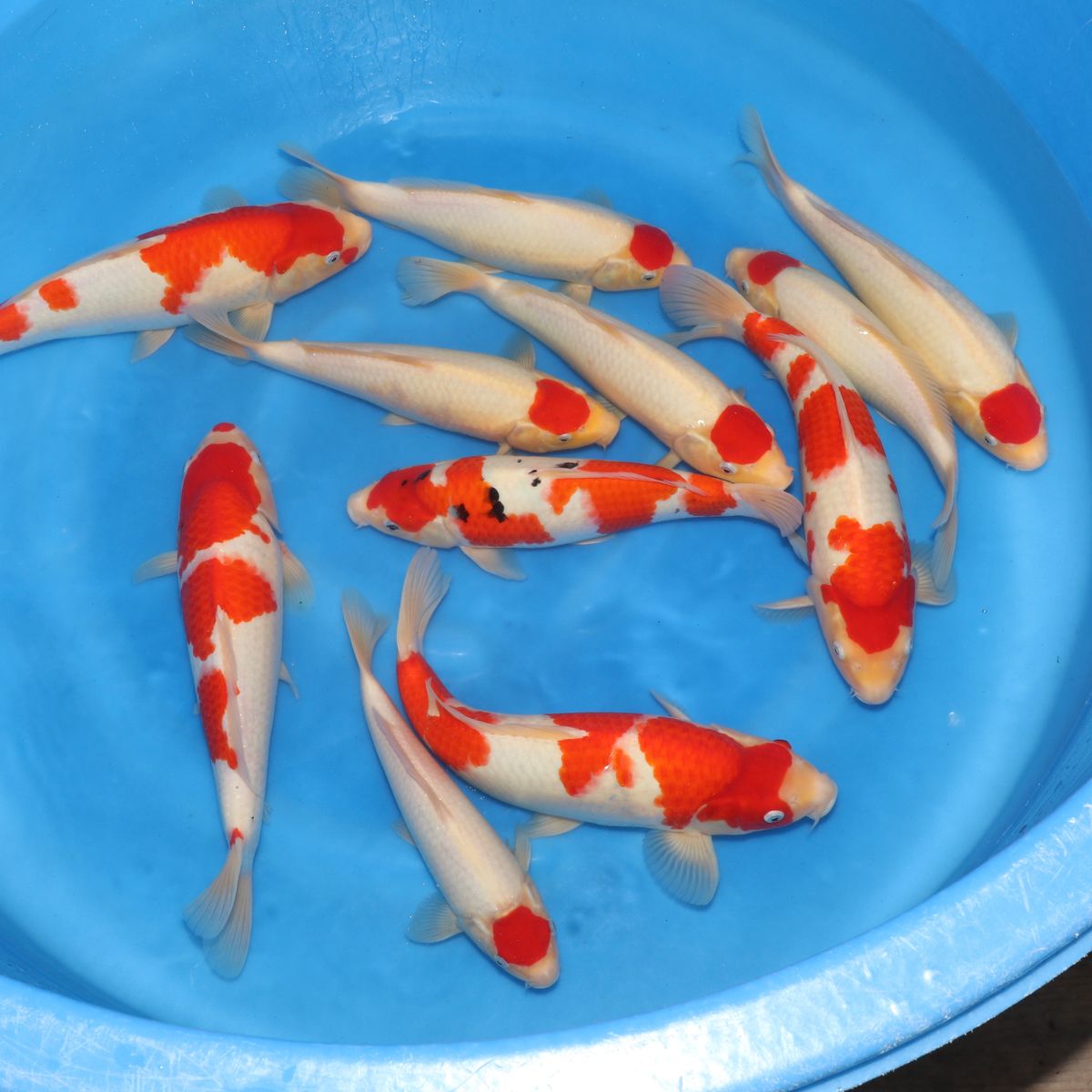 Koi