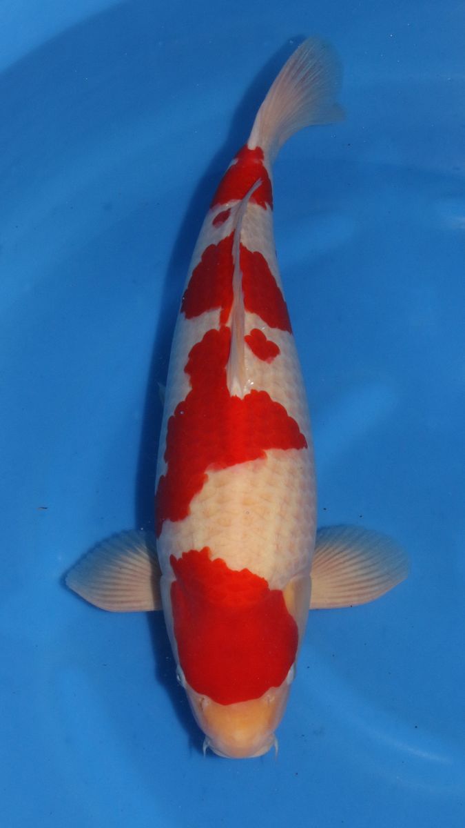 Koi