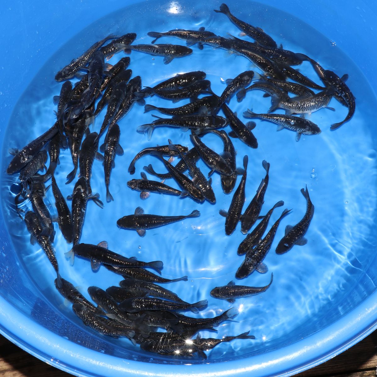 Koi