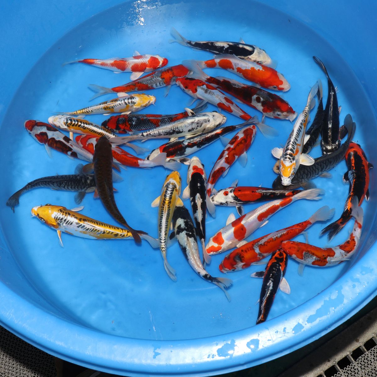 Koi