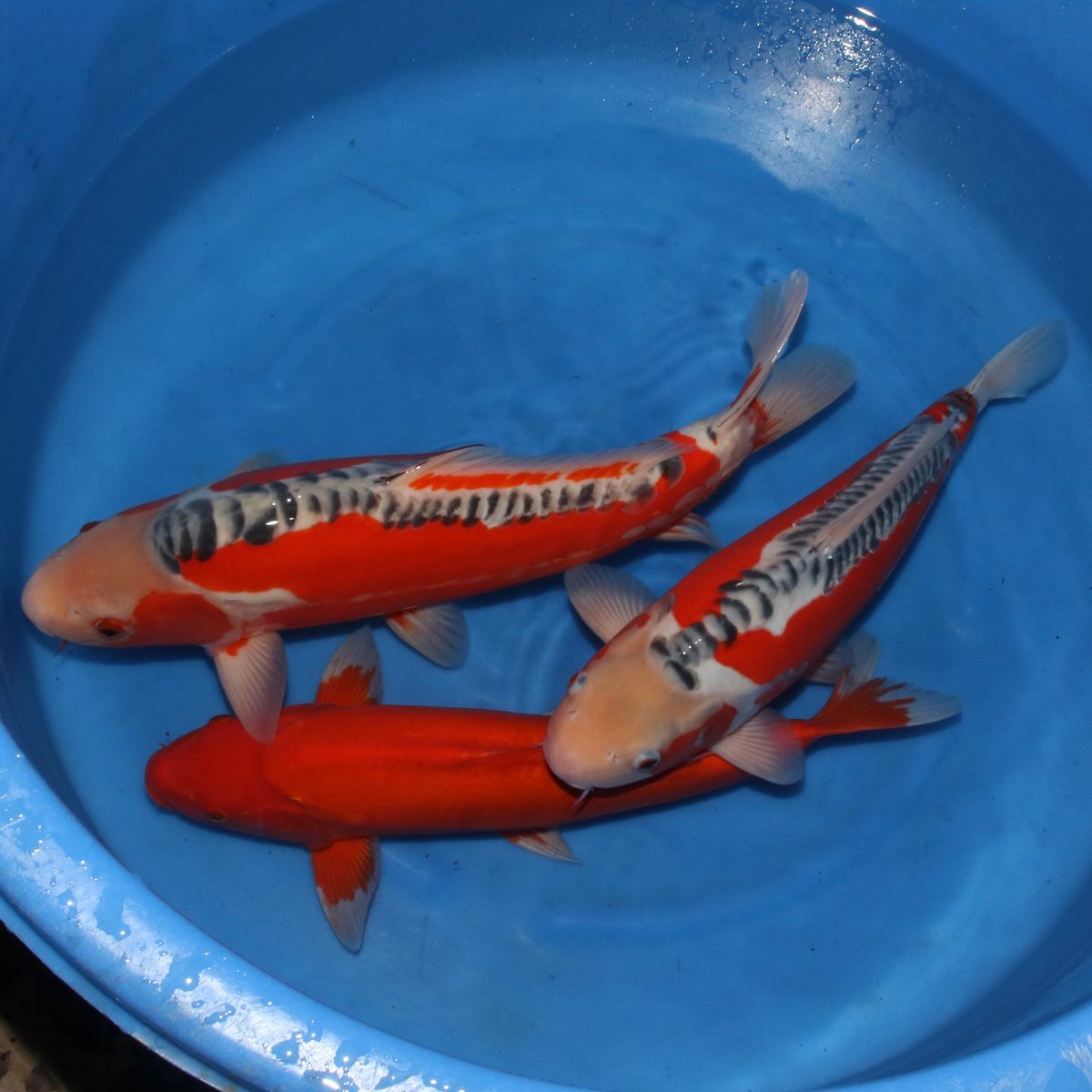 Selected Japanese Koi (WYSIWYG) | Ornafish