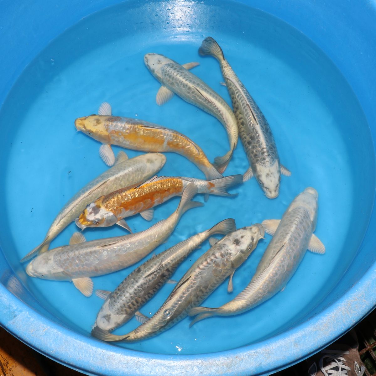Koi