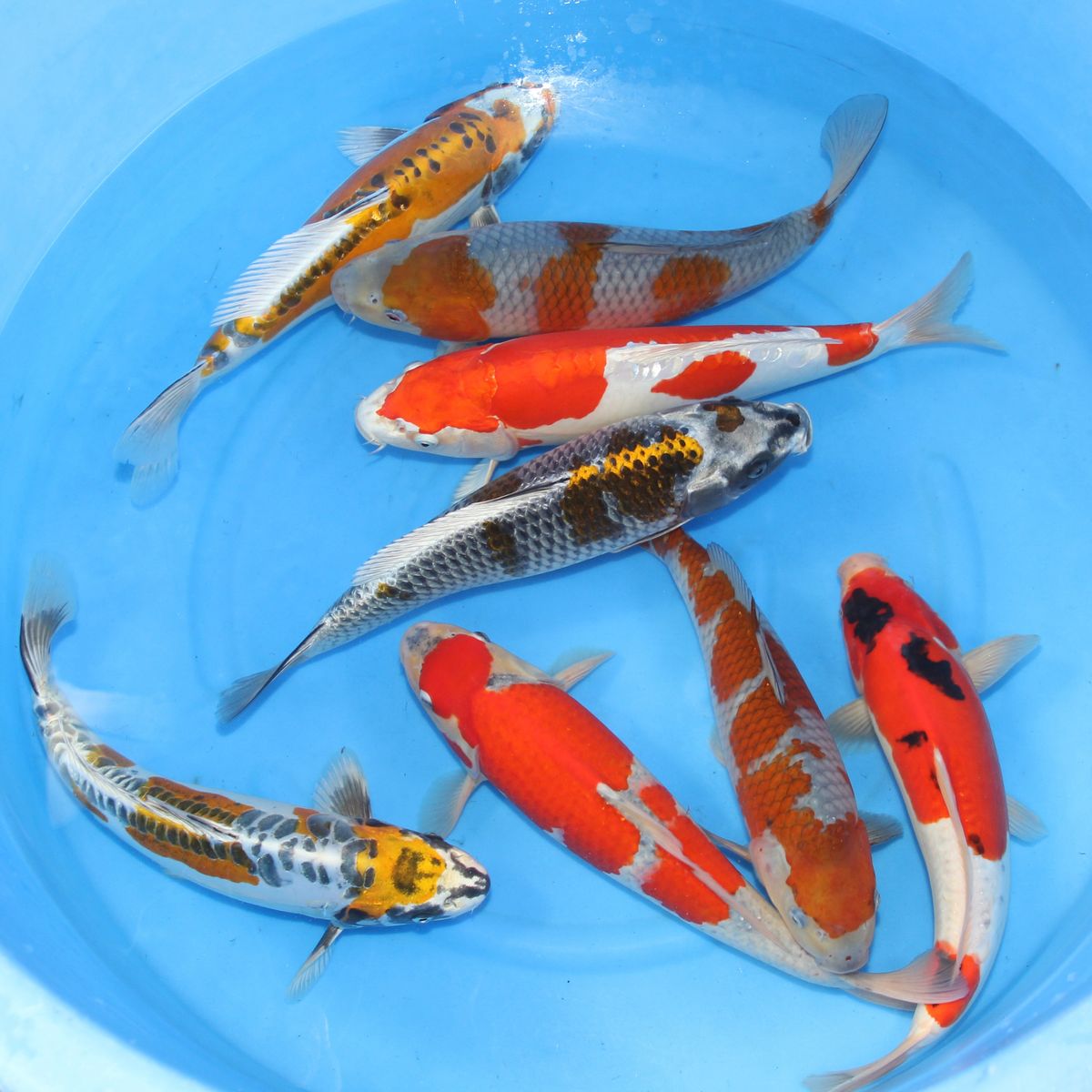 Koi