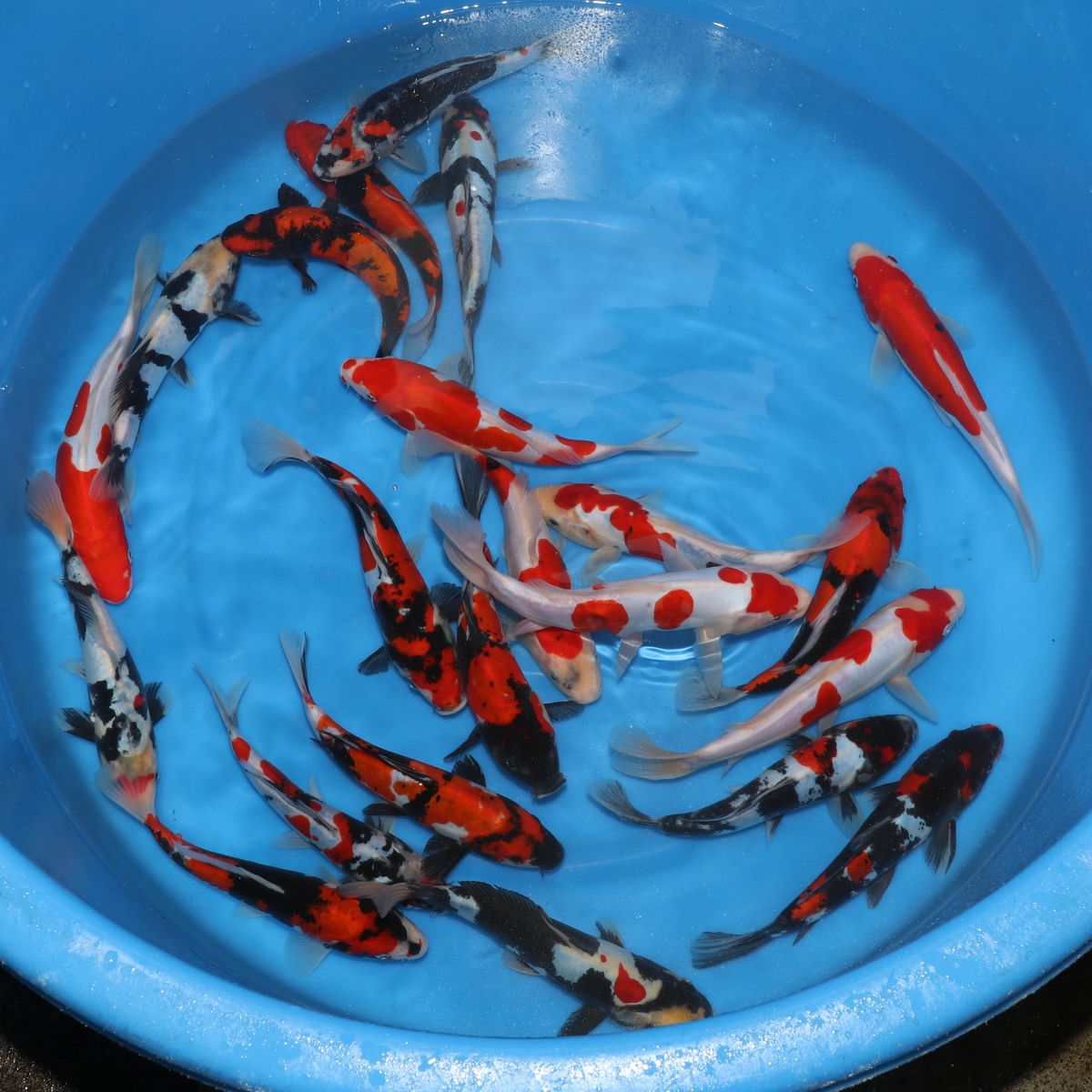 Koi