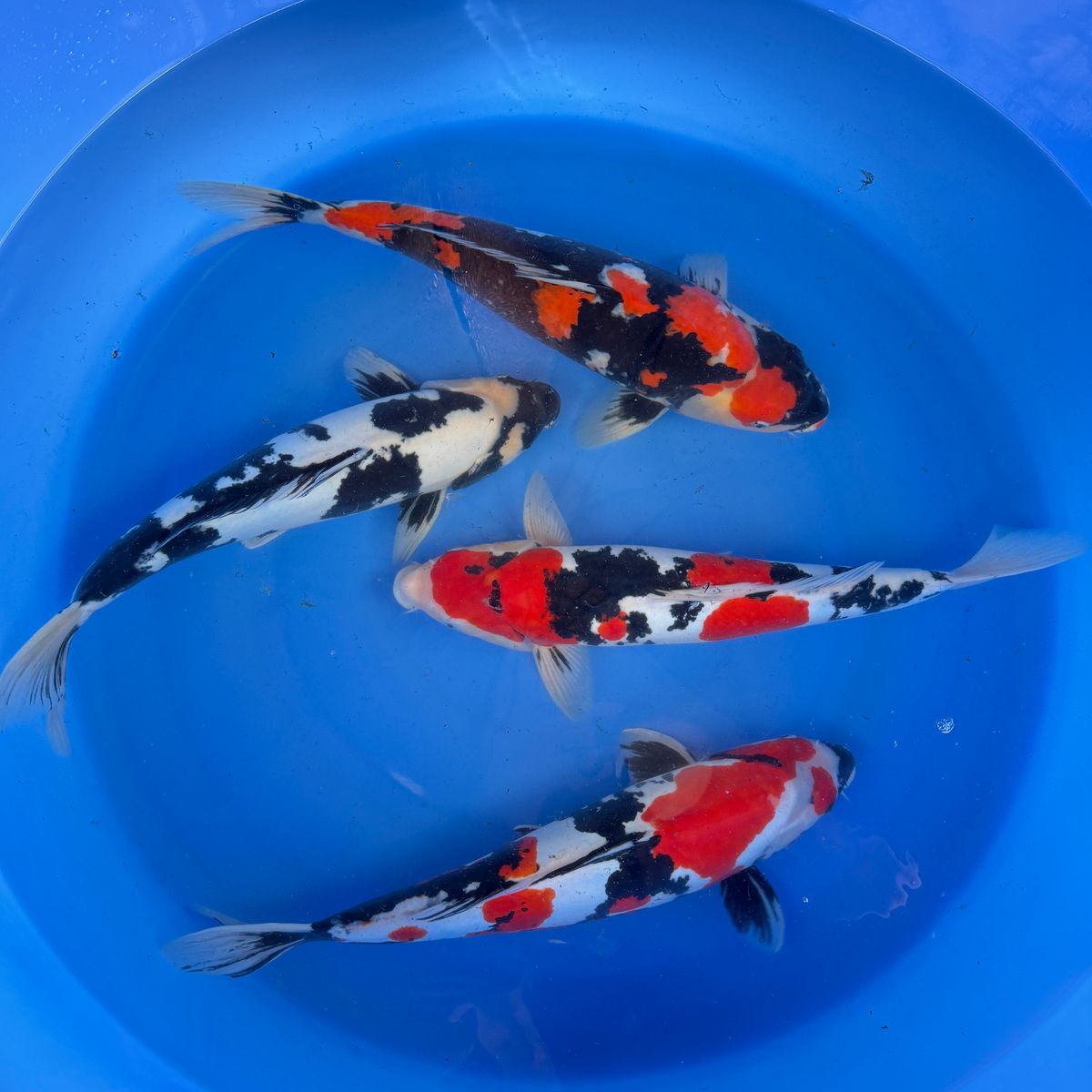 Koi