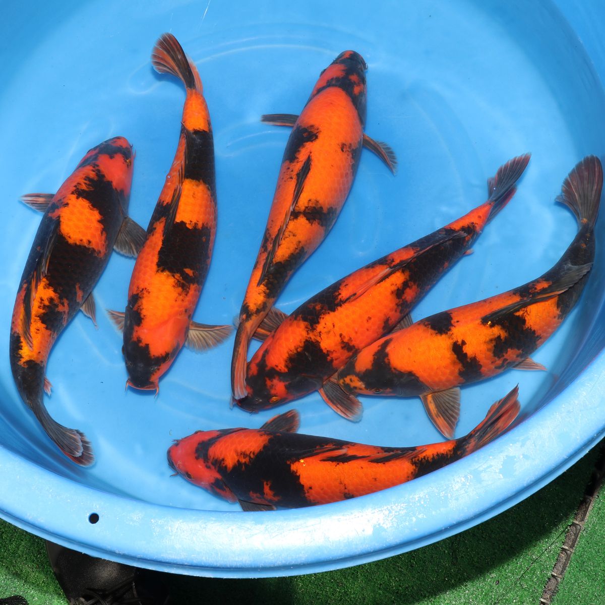 Koi