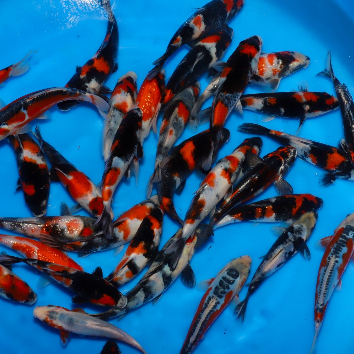 Koi