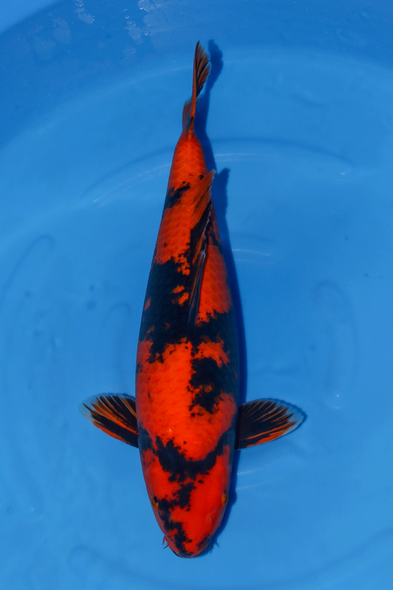 Koi