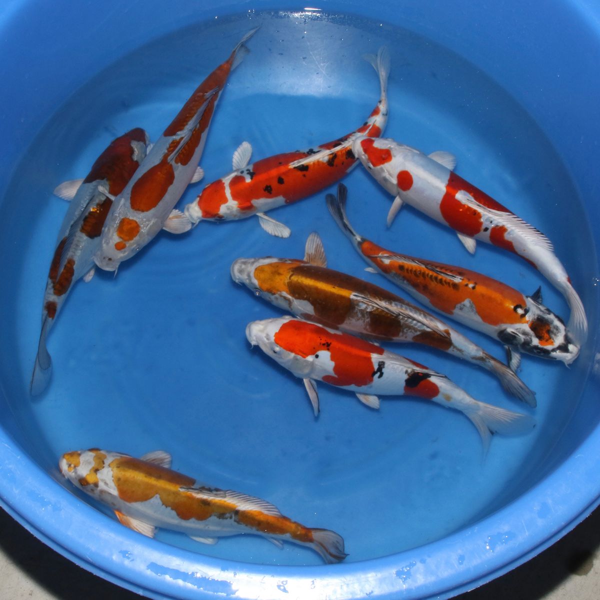Koi