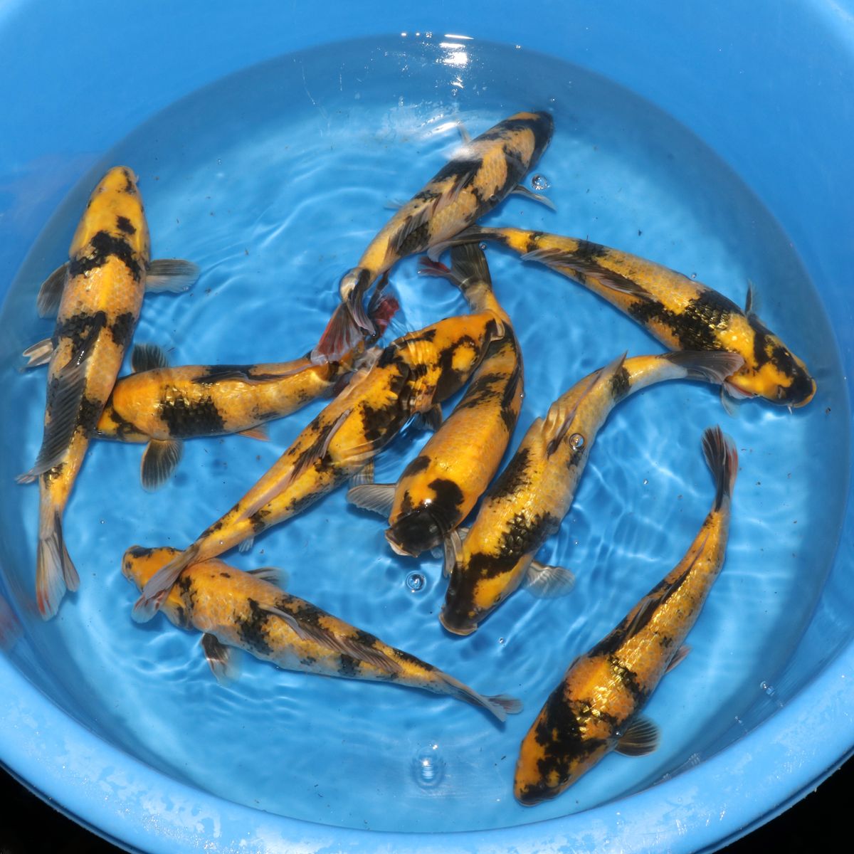 Koi