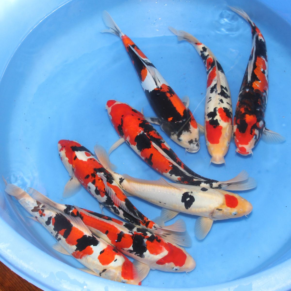 Koi