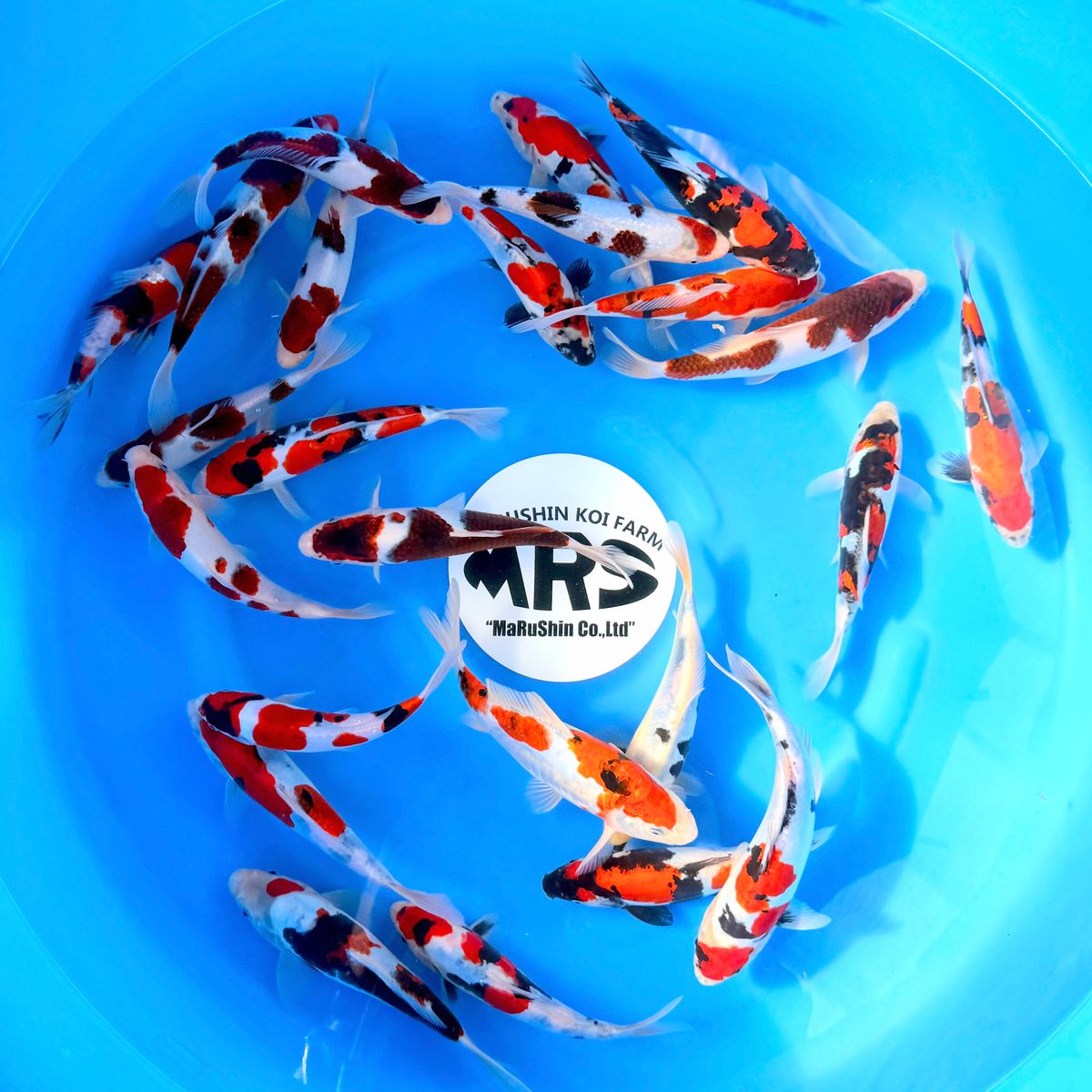 Koi