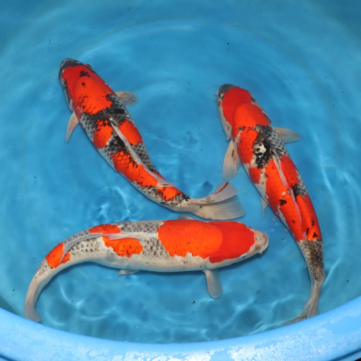 Koi