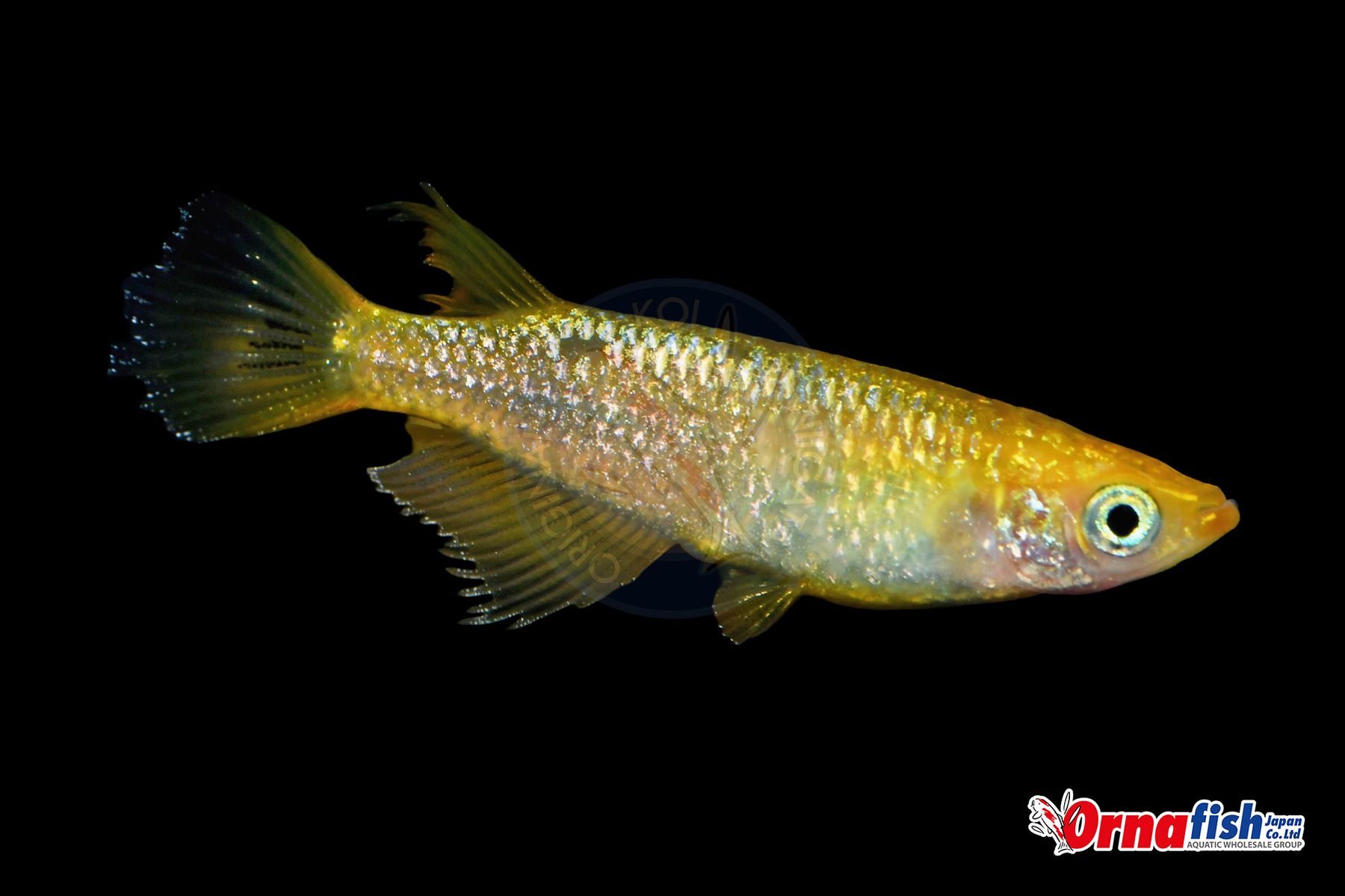 Koi