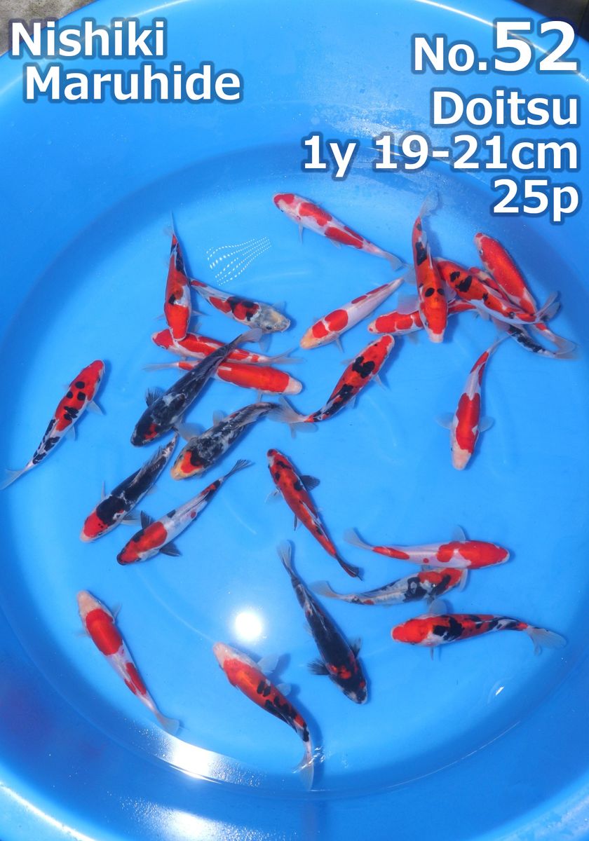 Koi