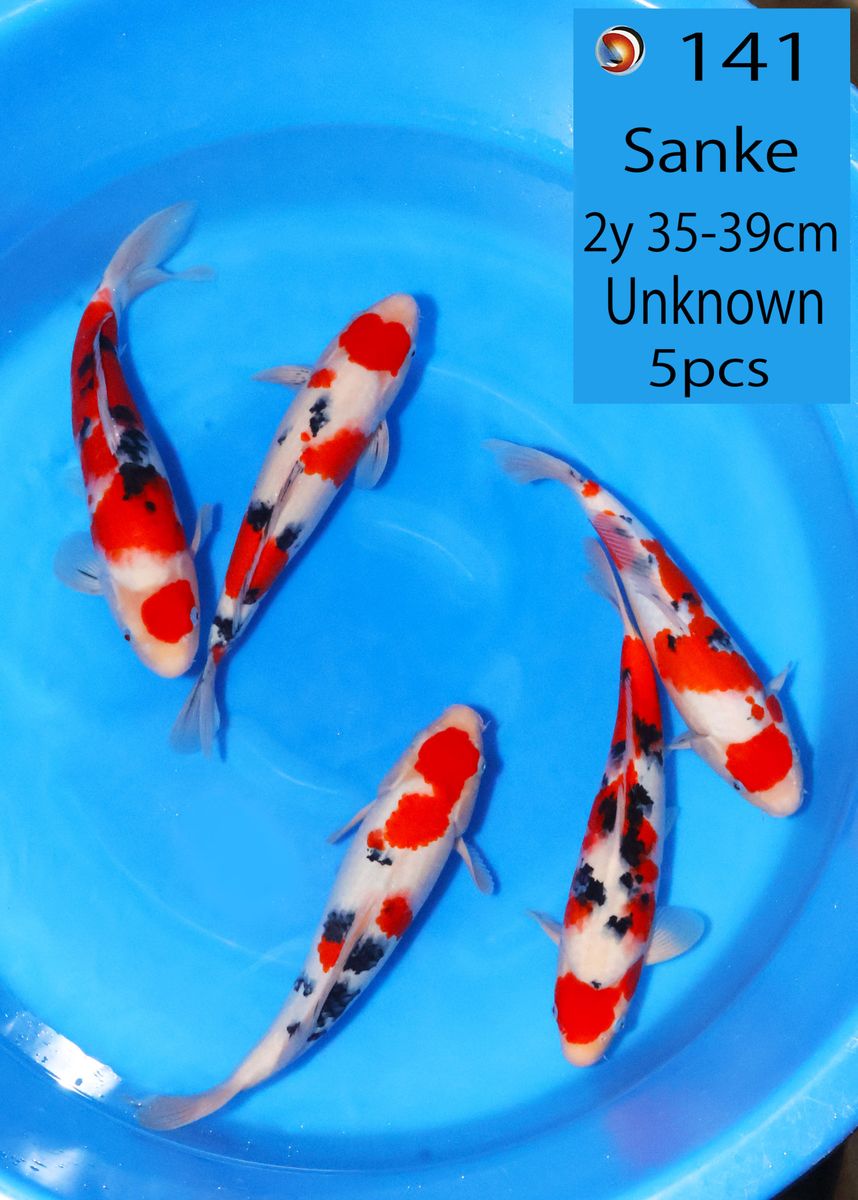 Koi